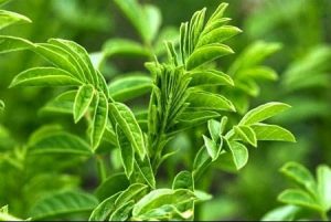 خواص گیاهان دارویی حنا ، بابونه و گل همیشه بهار